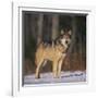 Gray Wolf in Snow-DLILLC-Framed Photographic Print