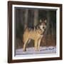 Gray Wolf in Snow-DLILLC-Framed Photographic Print