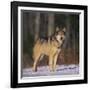 Gray Wolf in Snow-DLILLC-Framed Photographic Print