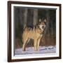 Gray Wolf in Snow-DLILLC-Framed Photographic Print