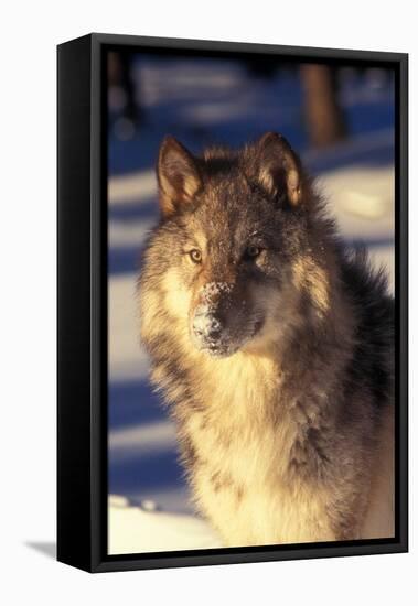 Gray Wolf in Snow-John Alves-Framed Stretched Canvas