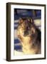 Gray Wolf in Snow-John Alves-Framed Photographic Print