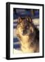 Gray Wolf in Snow-John Alves-Framed Photographic Print