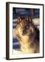 Gray Wolf in Snow-John Alves-Framed Photographic Print