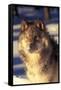 Gray Wolf in Snow-John Alves-Framed Stretched Canvas