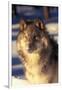 Gray Wolf in Snow-John Alves-Framed Premium Photographic Print