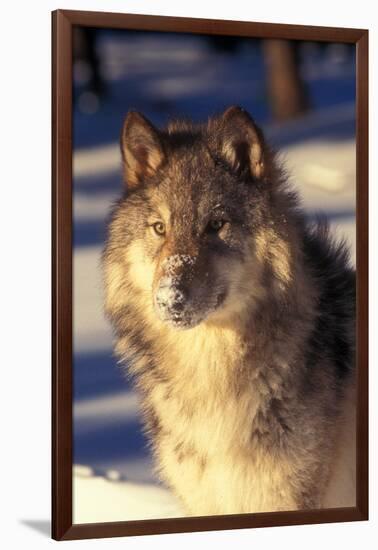 Gray Wolf in Snow-John Alves-Framed Premium Photographic Print