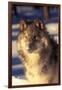 Gray Wolf in Snow-John Alves-Framed Premium Photographic Print