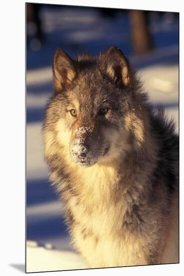 Gray Wolf in Snow-John Alves-Mounted Premium Photographic Print