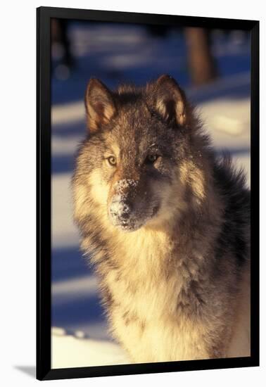 Gray Wolf in Snow-John Alves-Framed Premium Photographic Print