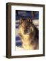 Gray Wolf in Snow-John Alves-Framed Photographic Print