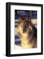 Gray Wolf in Snow-John Alves-Framed Photographic Print