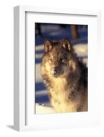 Gray Wolf in Snow-John Alves-Framed Photographic Print