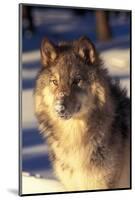 Gray Wolf in Snow-John Alves-Mounted Photographic Print