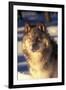 Gray Wolf in Snow-John Alves-Framed Premium Photographic Print