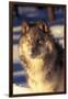 Gray Wolf in Snow-John Alves-Framed Photographic Print