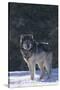 Gray Wolf in Snow-DLILLC-Stretched Canvas