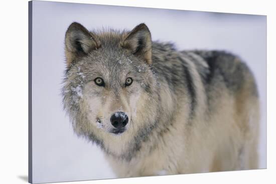 Gray Wolf in Snow-DLILLC-Stretched Canvas