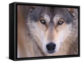Gray Wolf in the Foothills of the Takshanuk Mountains, Alaska, USA-Steve Kazlowski-Framed Stretched Canvas