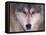 Gray Wolf in the Foothills of the Takshanuk Mountains, Alaska, USA-Steve Kazlowski-Framed Stretched Canvas