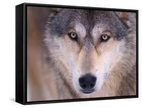 Gray Wolf in the Foothills of the Takshanuk Mountains, Alaska, USA-Steve Kazlowski-Framed Stretched Canvas