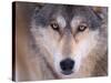 Gray Wolf in the Foothills of the Takshanuk Mountains, Alaska, USA-Steve Kazlowski-Stretched Canvas