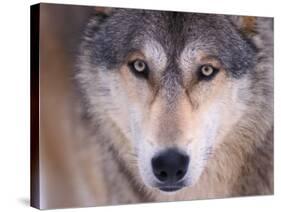 Gray Wolf in the Foothills of the Takshanuk Mountains, Alaska, USA-Steve Kazlowski-Stretched Canvas