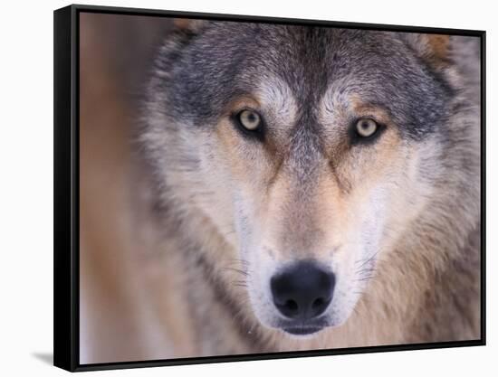 Gray Wolf in the Foothills of the Takshanuk Mountains, Alaska, USA-Steve Kazlowski-Framed Stretched Canvas