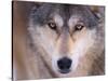 Gray Wolf in the Foothills of the Takshanuk Mountains, Alaska, USA-Steve Kazlowski-Stretched Canvas