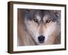 Gray Wolf in the Foothills of the Takshanuk Mountains, Alaska, USA-Steve Kazlowski-Framed Premium Photographic Print