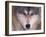 Gray Wolf in the Foothills of the Takshanuk Mountains, Alaska, USA-Steve Kazlowski-Framed Premium Photographic Print