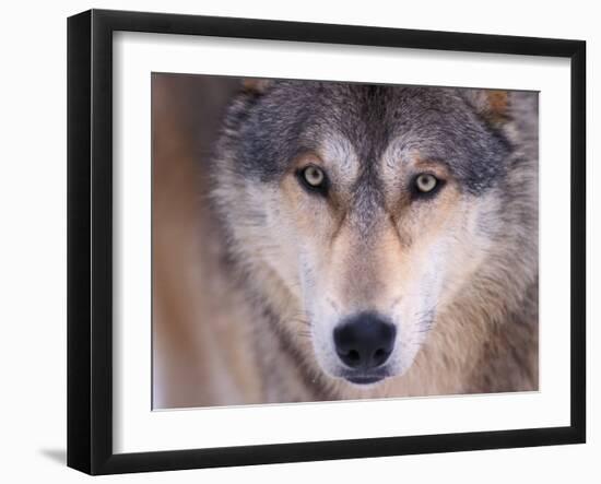 Gray Wolf in the Foothills of the Takshanuk Mountains, Alaska, USA-Steve Kazlowski-Framed Premium Photographic Print