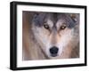 Gray Wolf in the Foothills of the Takshanuk Mountains, Alaska, USA-Steve Kazlowski-Framed Premium Photographic Print