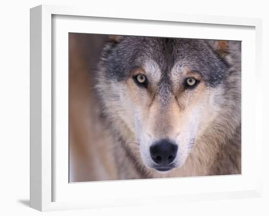 Gray Wolf in the Foothills of the Takshanuk Mountains, Alaska, USA-Steve Kazlowski-Framed Premium Photographic Print