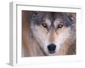 Gray Wolf in the Foothills of the Takshanuk Mountains, Alaska, USA-Steve Kazlowski-Framed Premium Photographic Print