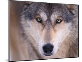 Gray Wolf in the Foothills of the Takshanuk Mountains, Alaska, USA-Steve Kazlowski-Mounted Premium Photographic Print