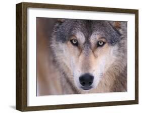 Gray Wolf in the Foothills of the Takshanuk Mountains, Alaska, USA-Steve Kazlowski-Framed Photographic Print