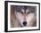 Gray Wolf in the Foothills of the Takshanuk Mountains, Alaska, USA-Steve Kazlowski-Framed Photographic Print