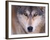 Gray Wolf in the Foothills of the Takshanuk Mountains, Alaska, USA-Steve Kazlowski-Framed Photographic Print