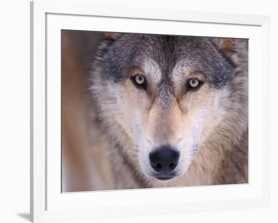 Gray Wolf in the Foothills of the Takshanuk Mountains, Alaska, USA-Steve Kazlowski-Framed Photographic Print