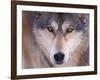 Gray Wolf in the Foothills of the Takshanuk Mountains, Alaska, USA-Steve Kazlowski-Framed Photographic Print