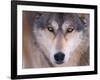 Gray Wolf in the Foothills of the Takshanuk Mountains, Alaska, USA-Steve Kazlowski-Framed Photographic Print