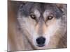 Gray Wolf in the Foothills of the Takshanuk Mountains, Alaska, USA-Steve Kazlowski-Mounted Photographic Print