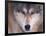 Gray Wolf in the Foothills of the Takshanuk Mountains, Alaska, USA-Steve Kazlowski-Framed Photographic Print