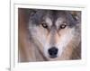 Gray Wolf in the Foothills of the Takshanuk Mountains, Alaska, USA-Steve Kazlowski-Framed Photographic Print