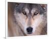 Gray Wolf in the Foothills of the Takshanuk Mountains, Alaska, USA-Steve Kazlowski-Framed Photographic Print