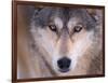 Gray Wolf in the Foothills of the Takshanuk Mountains, Alaska, USA-Steve Kazlowski-Framed Photographic Print