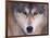 Gray Wolf in the Foothills of the Takshanuk Mountains, Alaska, USA-Steve Kazlowski-Framed Photographic Print