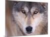 Gray Wolf in the Foothills of the Takshanuk Mountains, Alaska, USA-Steve Kazlowski-Mounted Photographic Print