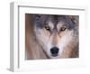 Gray Wolf in the Foothills of the Takshanuk Mountains, Alaska, USA-Steve Kazlowski-Framed Photographic Print